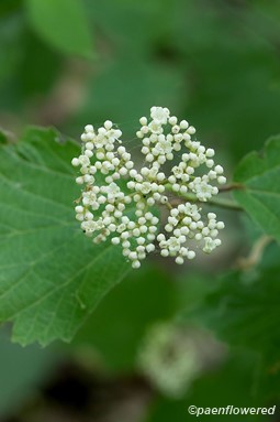 Flowers and flower buds